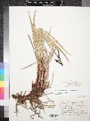 Carex scopulorum var. prionophylla image