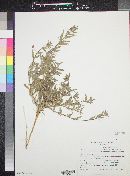 Camissonia micrantha image