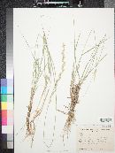 Elymus lanceolatus image