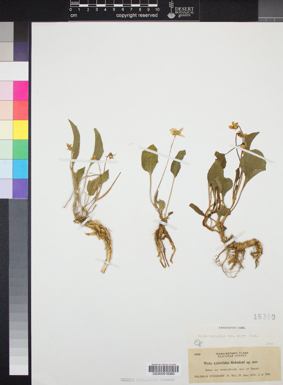 Viola nuttallii var. major image