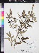 Vitex agnus-castus image