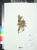 Juniperus silicicola image