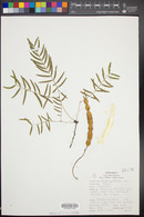 Prosopis glandulosa image