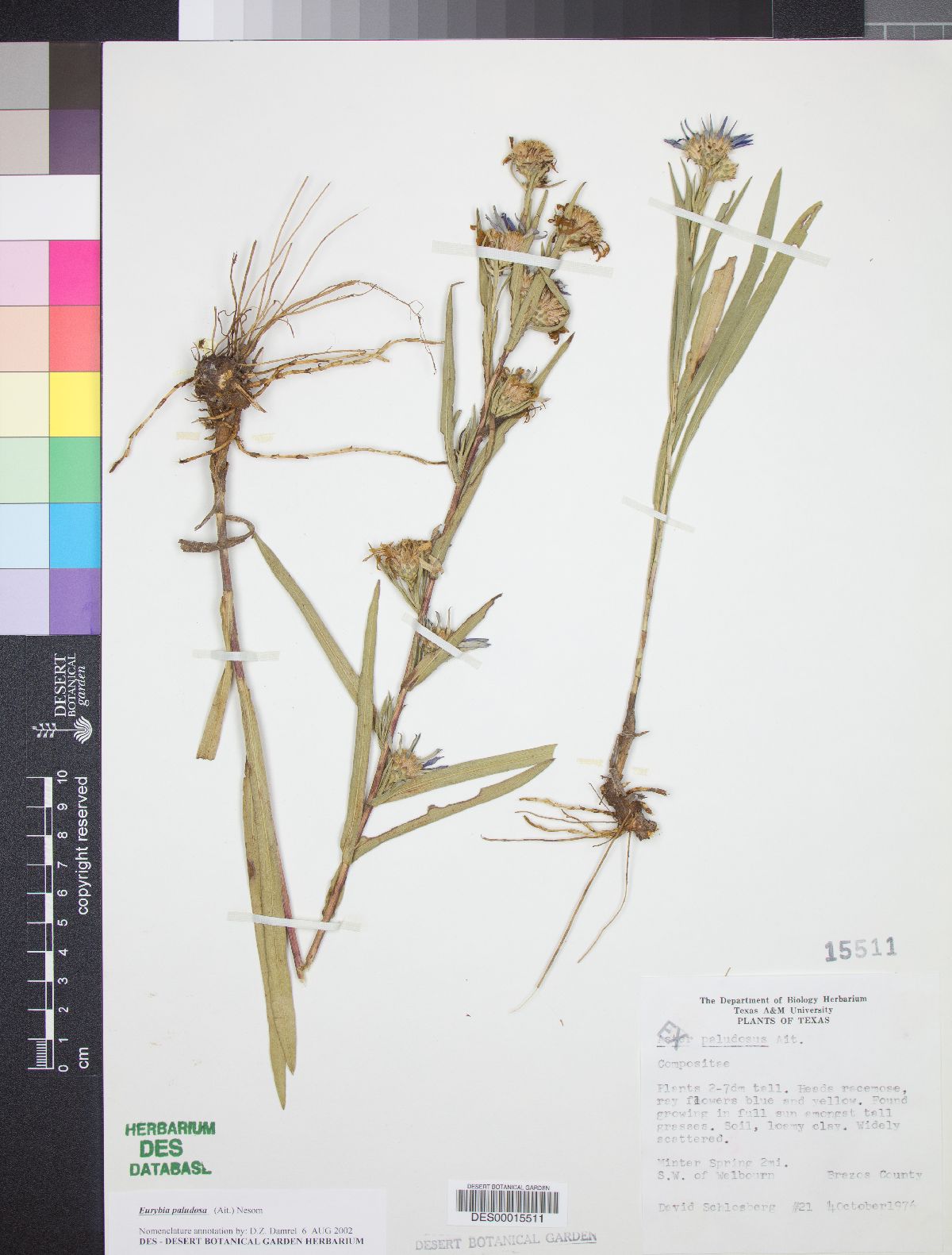 Eurybia paludosa image