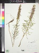 Liatris mucronata image