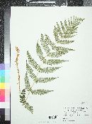 Dryopteris marginalis image