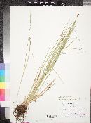 Carex wootonii image