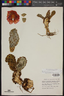 Opuntia basilaris var. brachyclada image