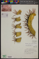 Ferocactus pilosus image