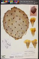 Opuntia engelmannii image