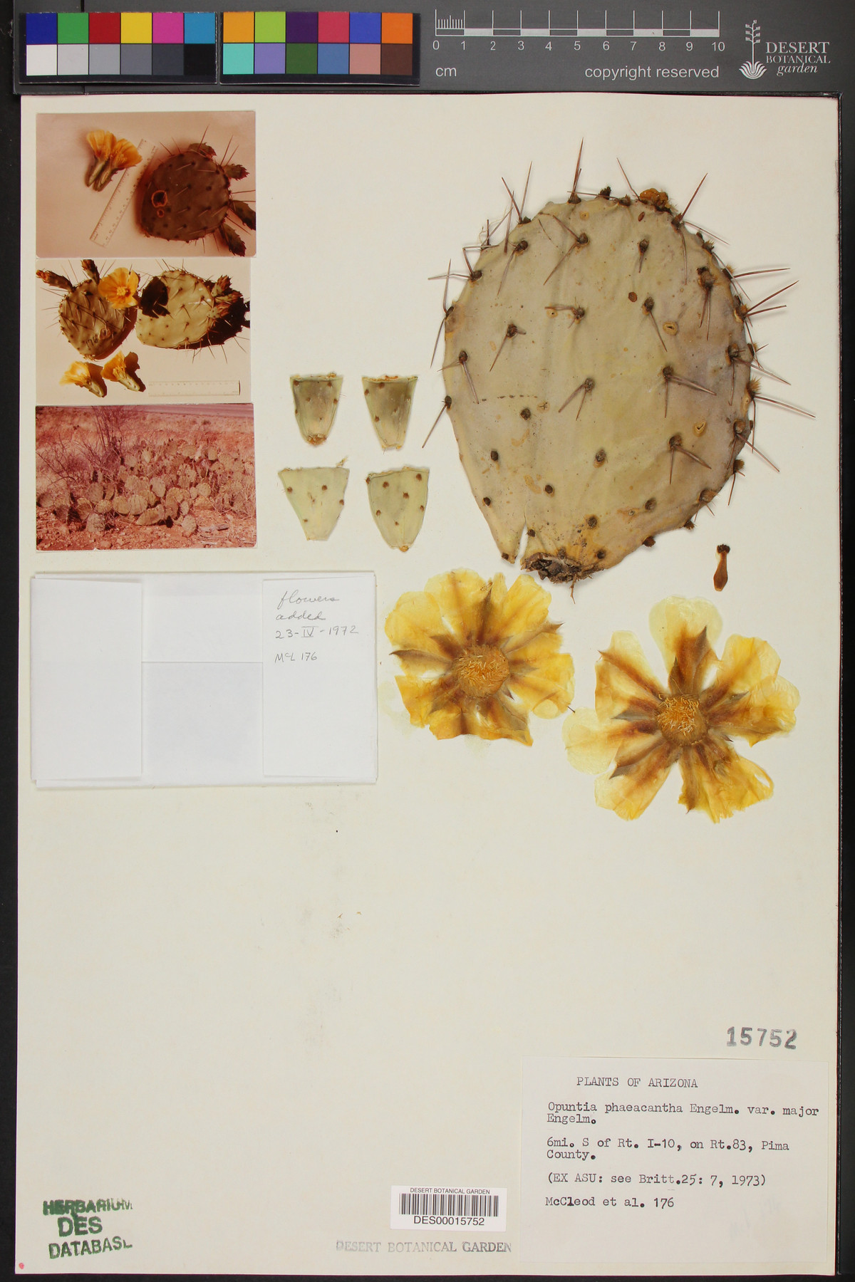 Opuntia phaeacantha var. major image