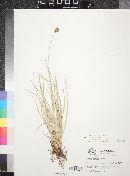 Carex hoodii image