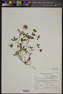 Trifolium wormskioldii image