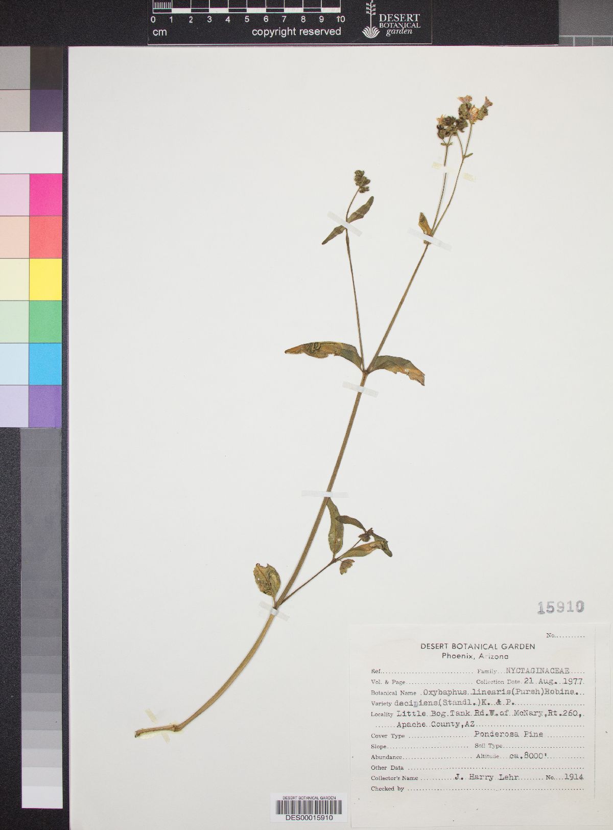 Mirabilis decipiens image