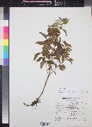 Mentha arvensis image