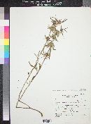 Monarda citriodora subsp. austromontana image