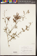 Prosopis pubescens image