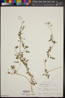 Lyrocarpa coulteri image