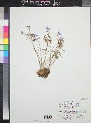 Oxalis decaphylla image