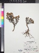 Eriogonum ericifolium var. ericifolium image