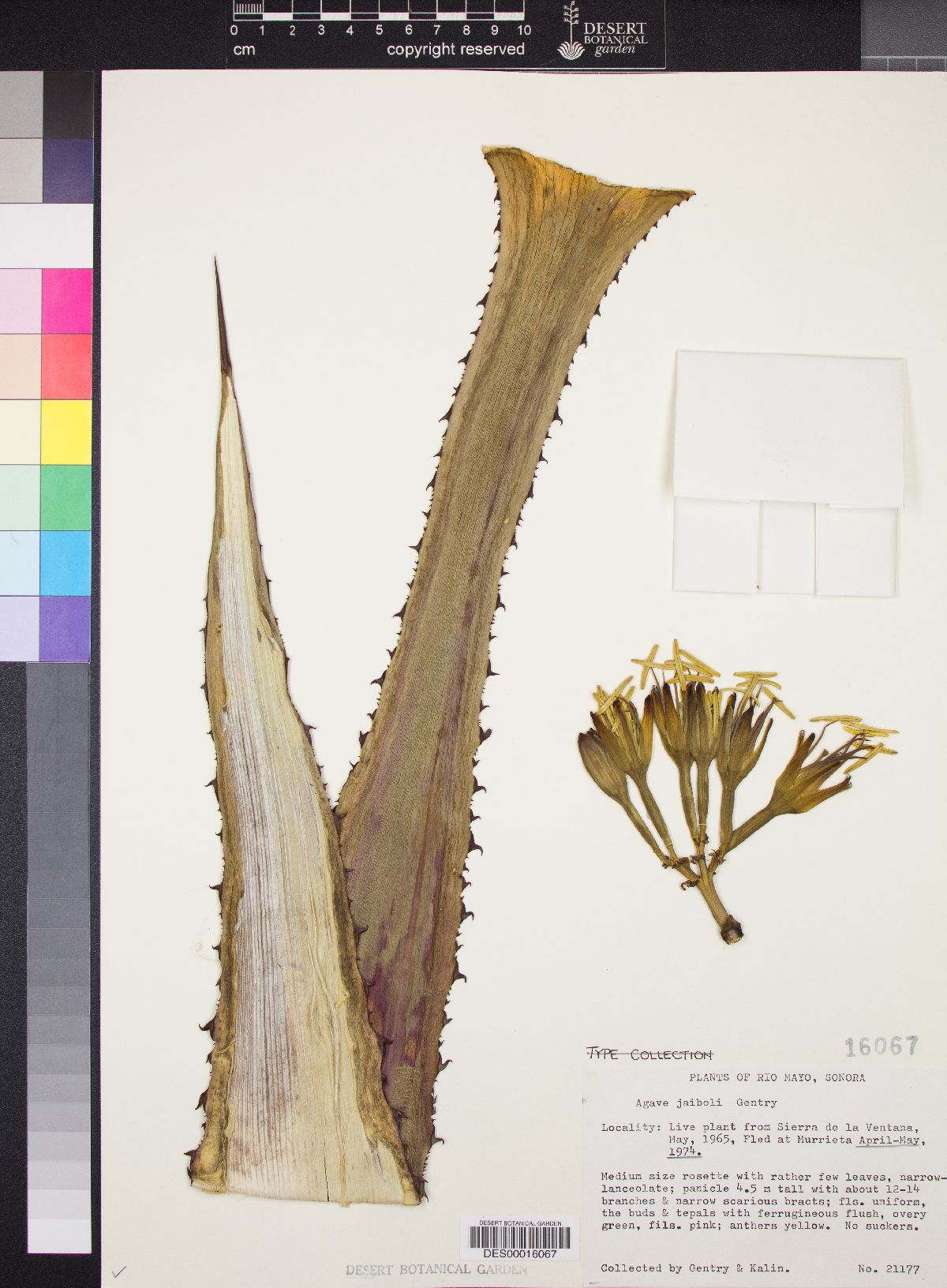 Agave jaiboli image