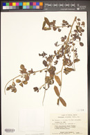 Crotalaria eriocarpa image