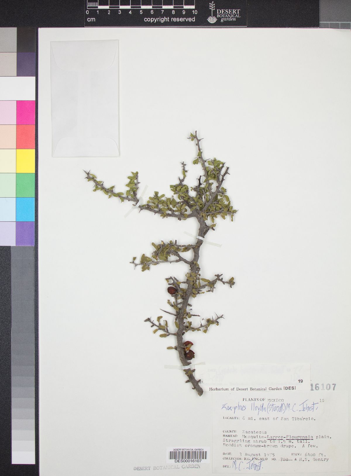 Ziziphus lloydii image