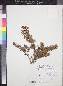 Leucophyllum laevigatum image
