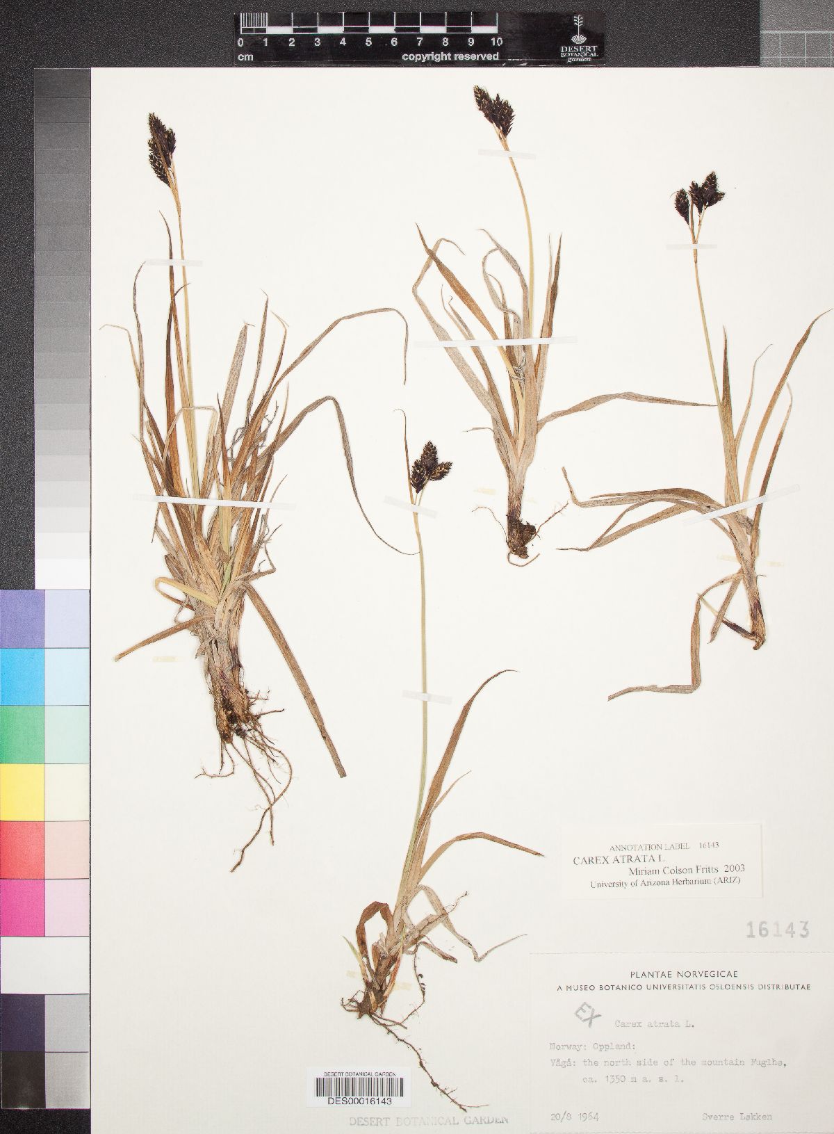 Carex atrata image