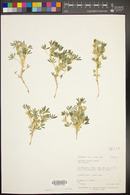 Lupinus kingii image