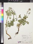 Thalictrum fendleri image