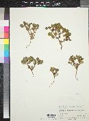 Phacelia demissa image