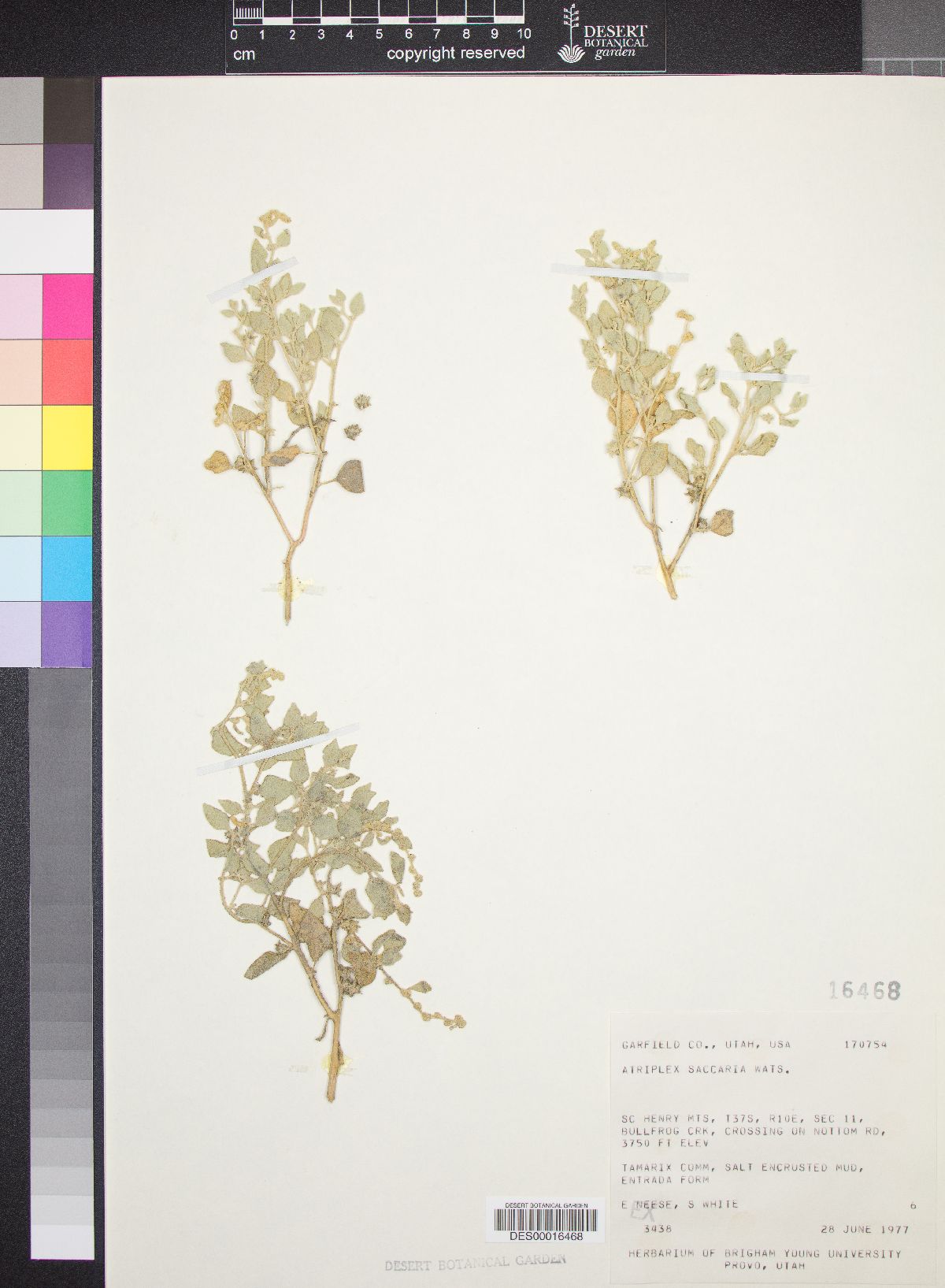 Atriplex saccaria image