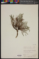 Astragalus argophyllus image