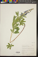 Lupinus argenteus subsp. spathulatus image