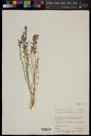 Astragalus moencoppensis image