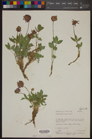 Trifolium kingii image