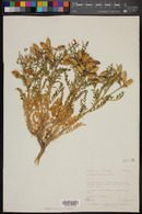 Astragalus preussii image