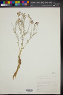 Astragalus woodruffii image