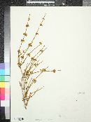 Ephedra viridis image