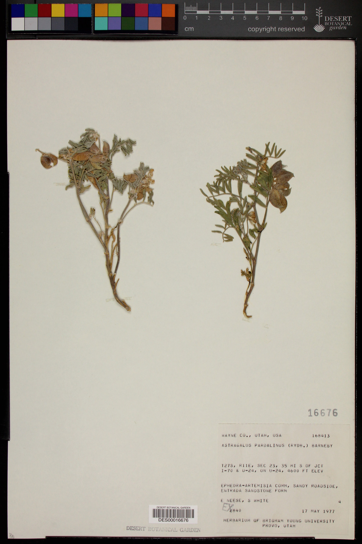Astragalus pardalinus image