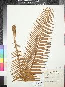 Dioon edule image