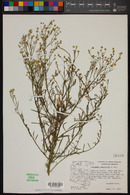 Baccharis sergiloides image