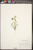 Lupinus pallidus image