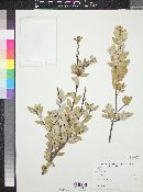 Quercus vacciniifolia image