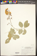 Lonchocarpus cochleatus image