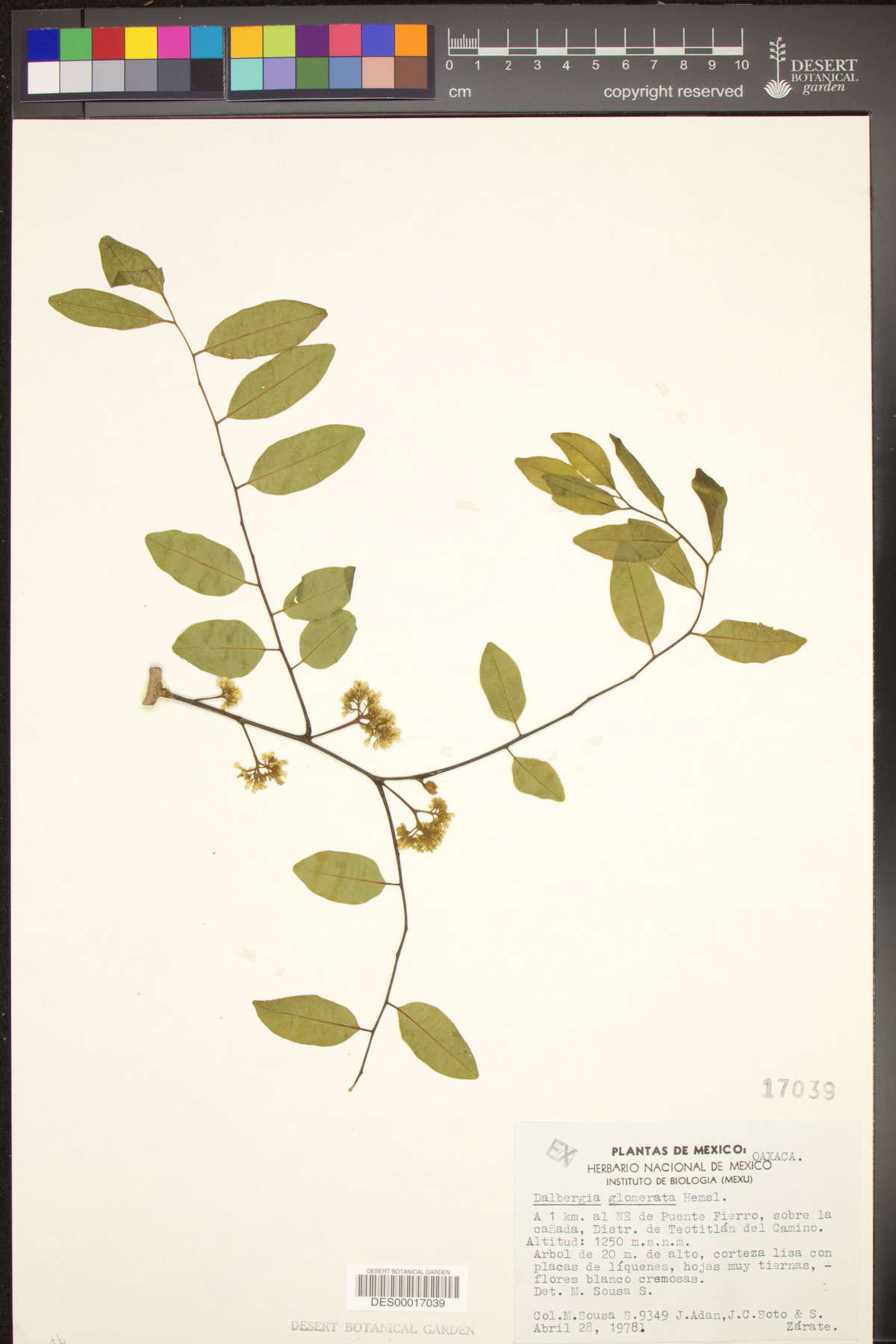 Dalbergia glomerata image