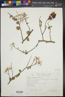 Bauhinia subrotundifolia image