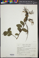 Bauhinia pauletia image