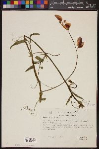 Lathyrus latifolius image